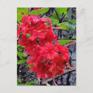 Postal Flores de la Azalea Roja