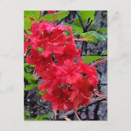Postal Flores de la Azalea Roja