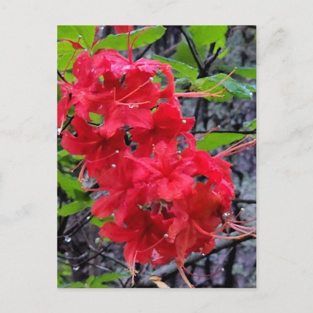 Postal Flores de la Azalea Roja (Anverso)