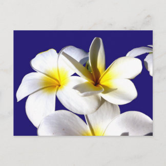 Postal flores de la planta amarillo azul dorado.jpg