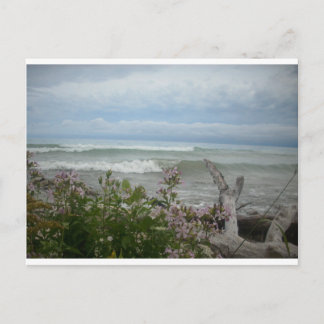 Postal Flores de la playa