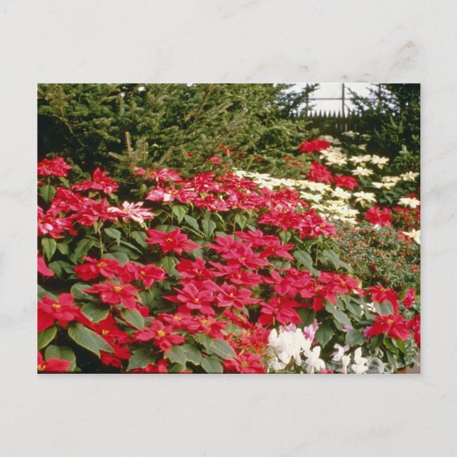 Postal Flores de la Pulcherrima de la Euforbia (Poinsetti (Anverso)