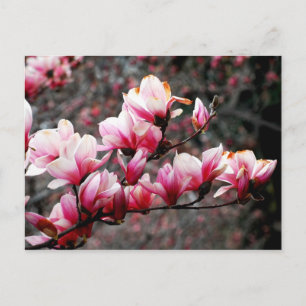 Postal Flores de la Universidad de Georgetown, Washington