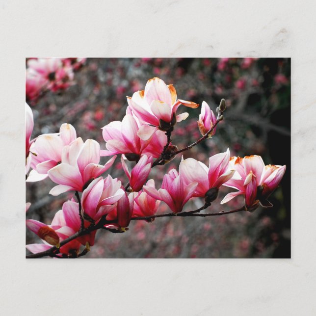 Postal Flores de la Universidad de Georgetown, Washington (Anverso)