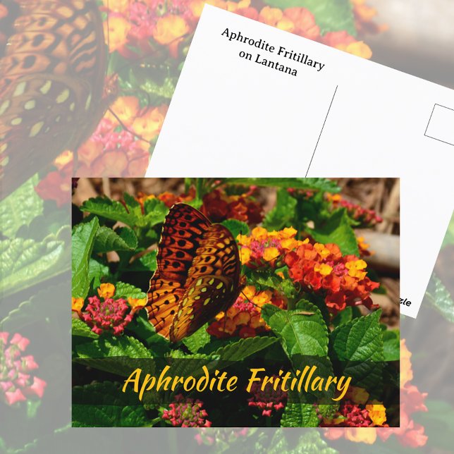 Postal Flores de Lantana Mariposa Fritillary Fotográfica (Subido por el creador)