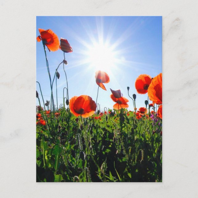 Postal Flores de lapachos rojos salvajes (Anverso)
