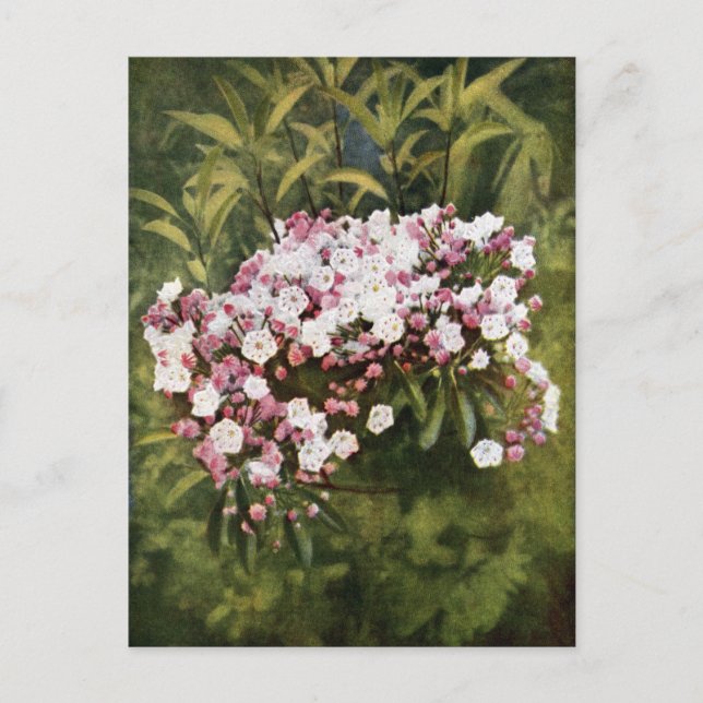 Postal Flores de laurel de montaña (Anverso)