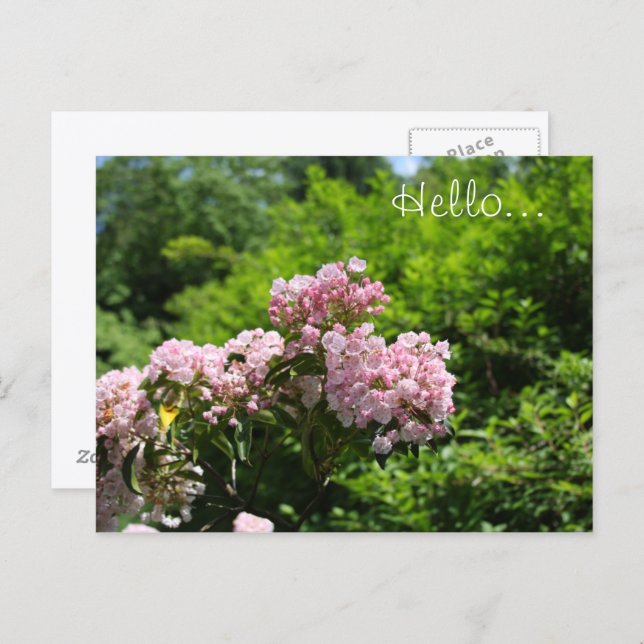 Postal Flores de Laurel de Montaña Rosa (Anverso / Reverso)