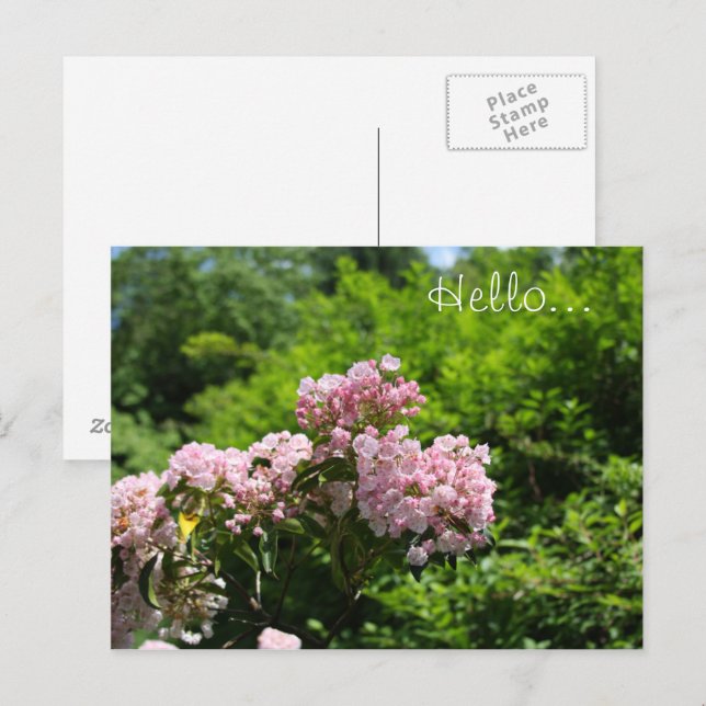 Postal Flores de Laurel de Montaña Rosa (Anverso / Reverso)