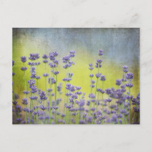 Postal Flores de lavanda