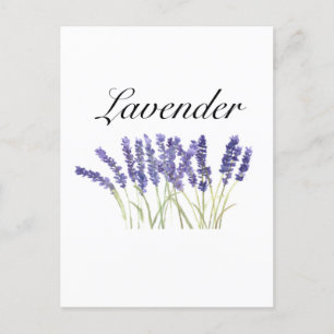 Postal Flores de lavanda acuarela hierbas púrpura chic