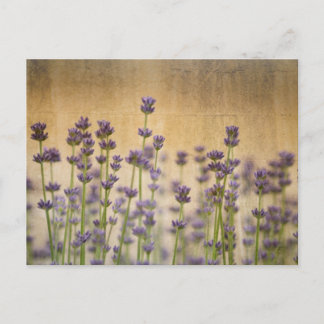 Postal Flores de lavanda de bonito