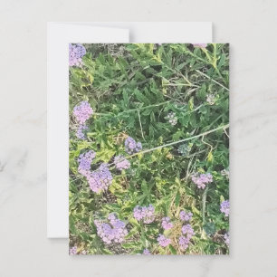 Postal Flores de lavanda entre prados silvestres