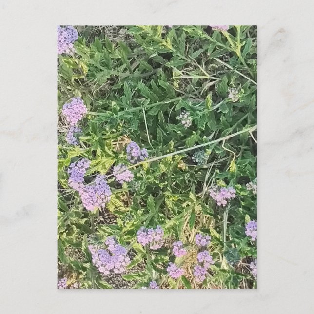 Postal Flores de lavanda entre prados silvestres (Anverso)