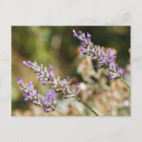 Flores de lavanda púrpura