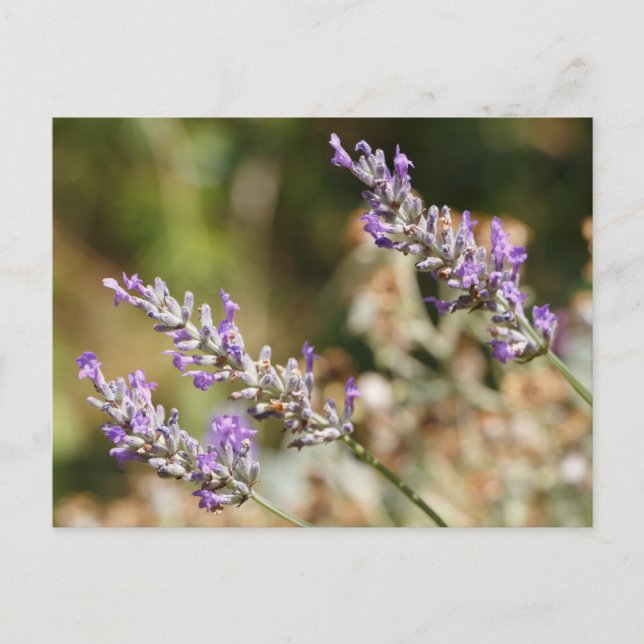 Postal Flores de lavanda púrpura (Anverso)