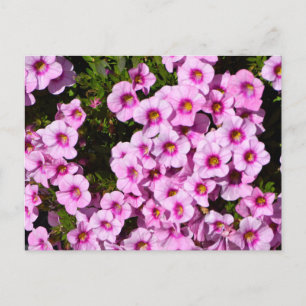 Postal Flores de lecho de flores rosadas vibrantes