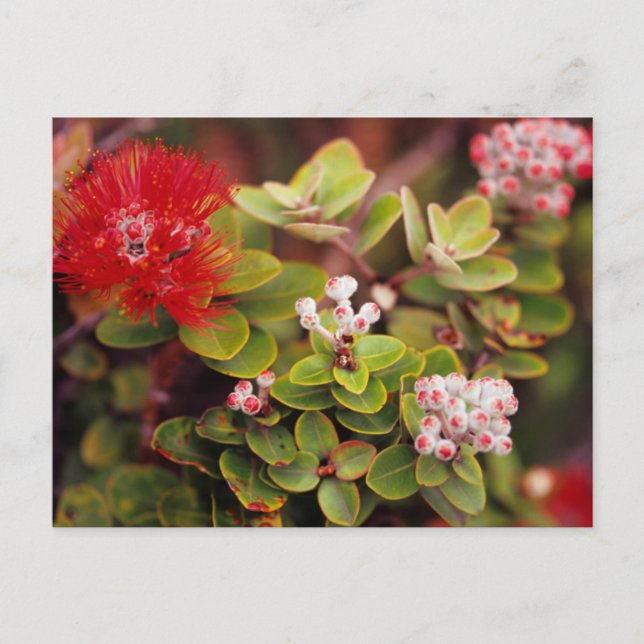 Postal Flores de Lehua en volcanes de Hawái (Anverso)