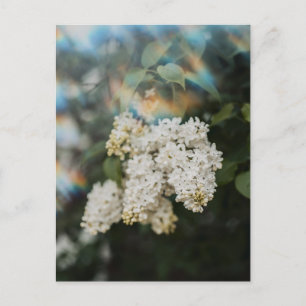 Postal Flores de Lila Blancas con Destello de Arcoíris, S