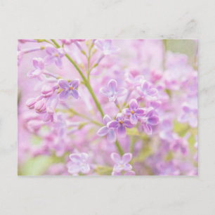 Postal Flores de Lila Niebla