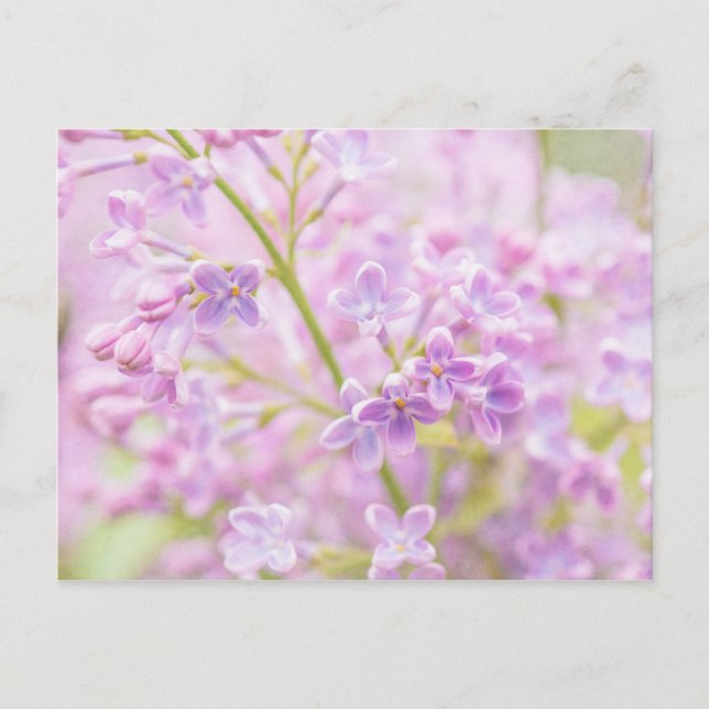 Postal Flores de Lila Niebla (Anverso)