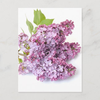 Postal Flores de Lilac