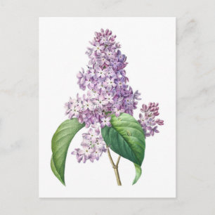 Postal Flores de Lilac Ilustracion Botánico Redouté