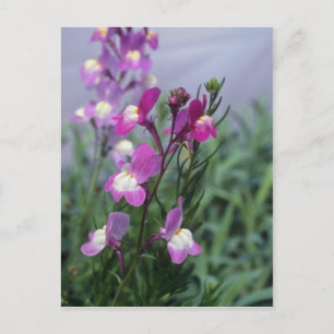 Postal flores de Linaria Maroccana