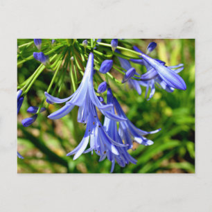 Postal Flores de Lirio Africano vibrante