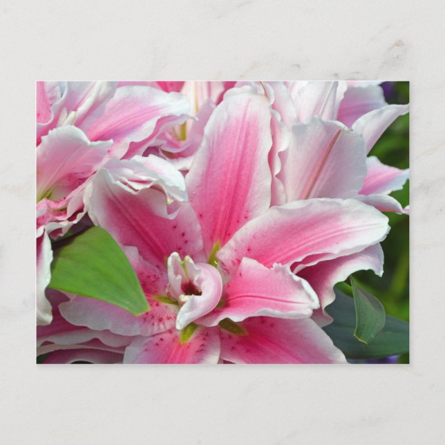 Postal Flores de lirio asador rosado en primavera (Anverso)