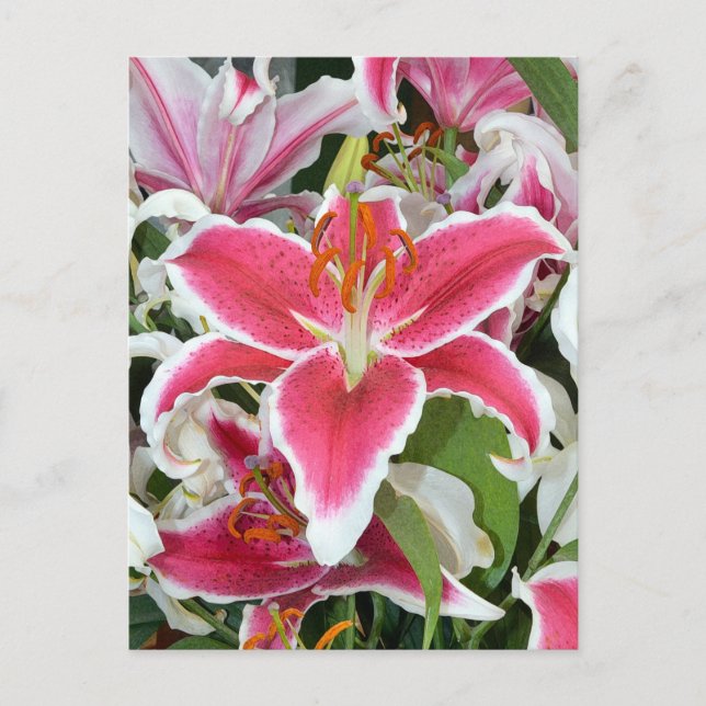 Postal Flores de lirio con estrellas rosadas (Anverso)