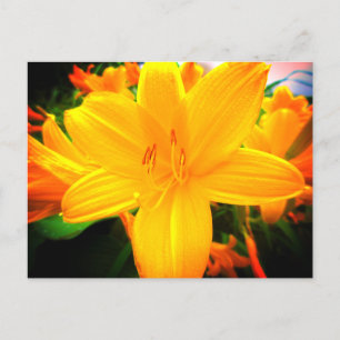Postal Flores de lirio de día naranja amarillo Jardín sol