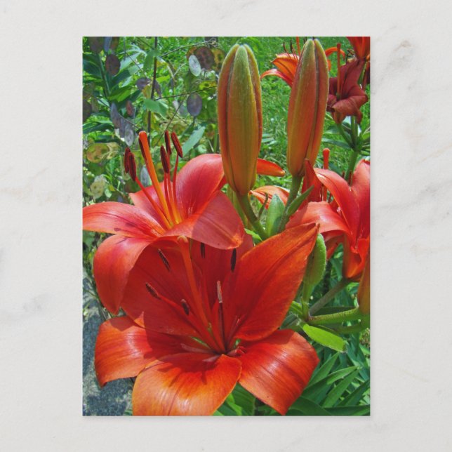 Postal Flores de lirio naranja (Anverso)