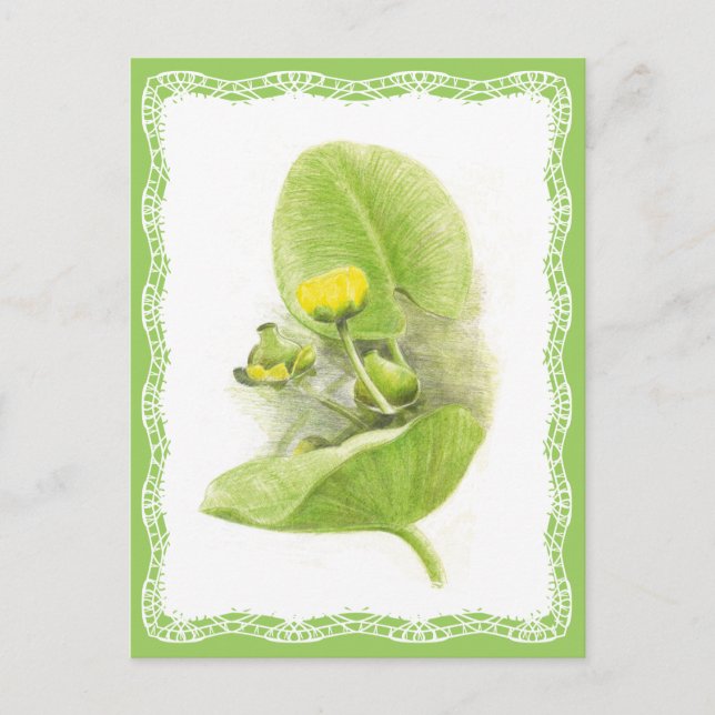 Postal Flores de lirios (Anverso)