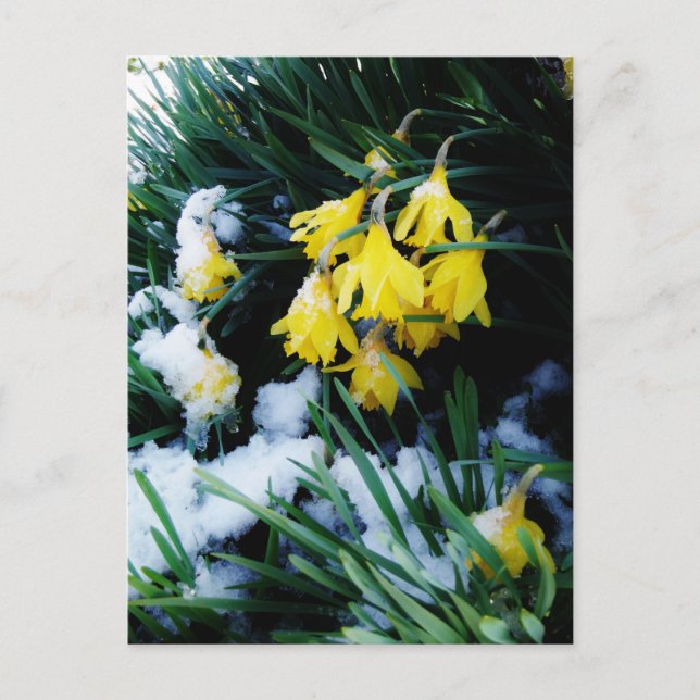 Postal Flores de los Daffodils amarillos en la nieve (Anverso)