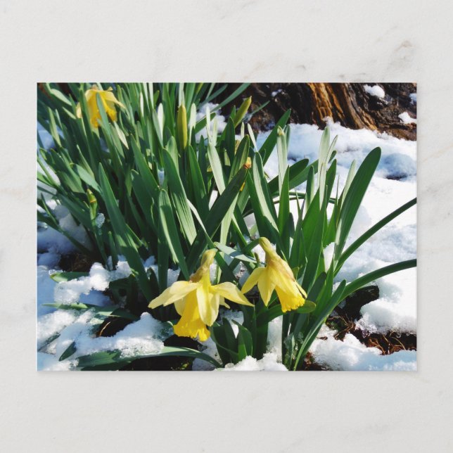 Postal Flores de los Daffodils amarillos en la nieve (Anverso)