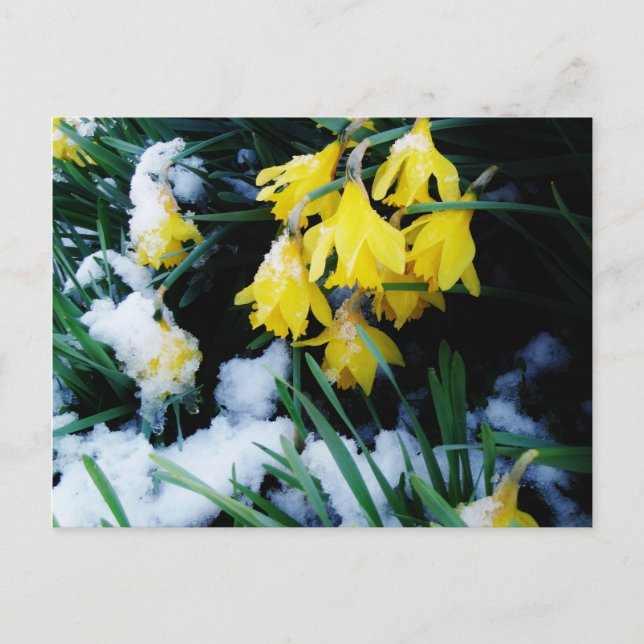 Postal Flores de los Daffodils amarillos en la nieve (Anverso)