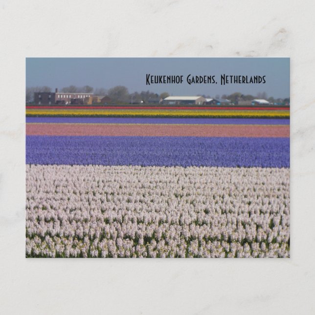 Postal Flores de los Países Bajos (Anverso)