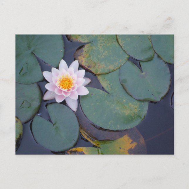 Postal Flores de Lotus (Anverso)