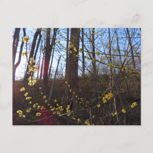 Postal Flores de luciérnagas en primavera (Anverso)