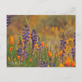 Postal Flores De Lupina Y Poppies Naranjas Del Desierto A