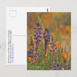 Postal Flores De Lupina Y Poppies Naranjas Del Desierto A
