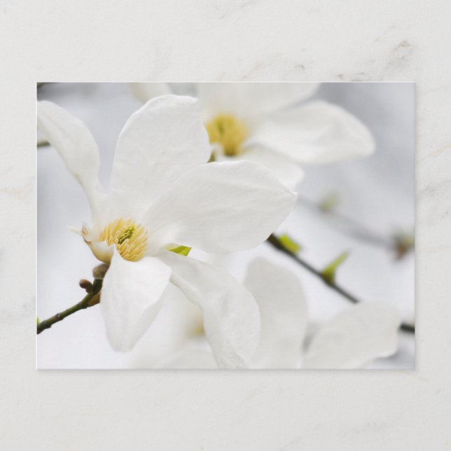 Postal flores de magnolia (Anverso)