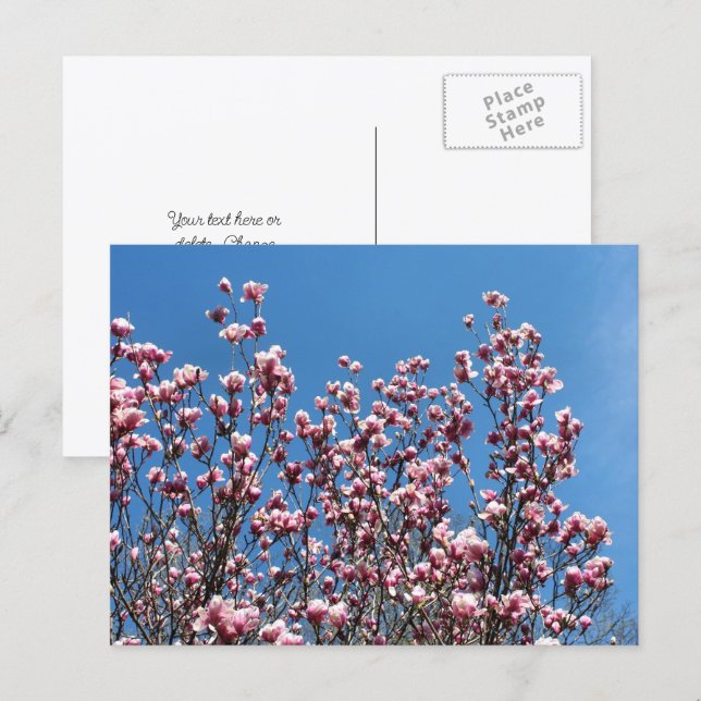 Postal Flores de Magnolia Cielo Azul Personalizado (Anverso / Reverso)
