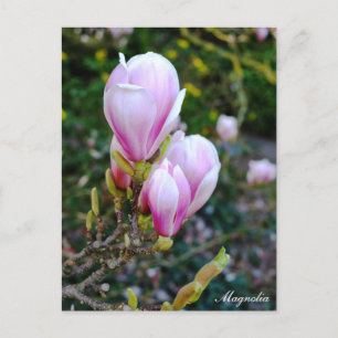 Postal Flores de magnolia, primavera, naturaleza