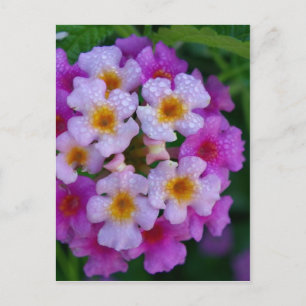 Postal Flores de maleza de mariposa rosa