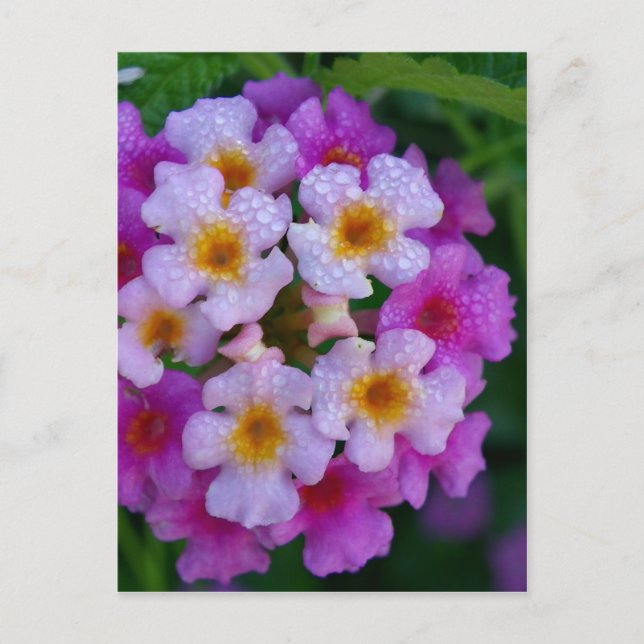 Postal Flores de maleza de mariposa rosa (Anverso)