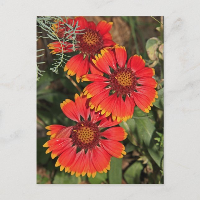 Postal Flores de manta (Anverso)