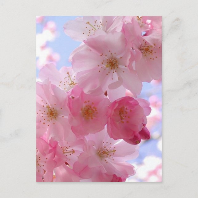 Postal flores de manzana (Anverso)