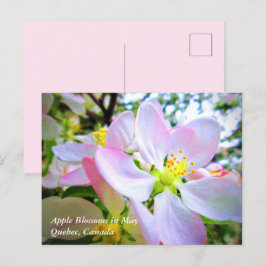 Postal Flores de manzana blanca rosada en mayo en la post
